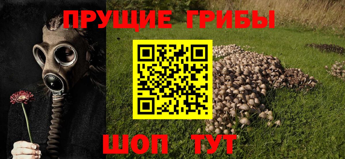 закладка  Вход с VPN  Ковров  Галлюциногенные грибы MAGIC MUSHROOMS 